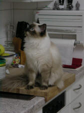 Lady