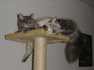 Kira & Grizzly
