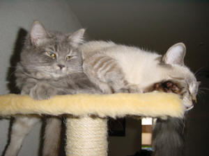 Kira & Grizzly