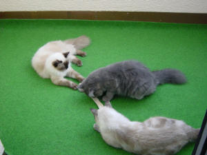Lady, Kira & Grizzly