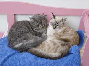 Kira & Grizzly