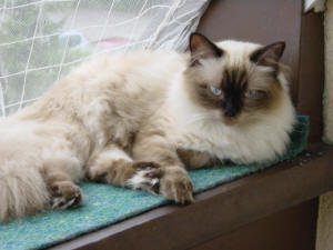 Lady