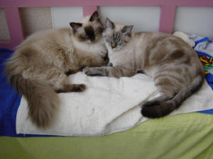 Lady & Grizzly
