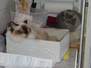 Lady & Kira