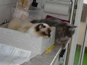 Lady & Kira