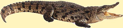 Crocodile