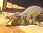 Crocodile
