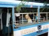 _hebronbus.jpg, 3.2K