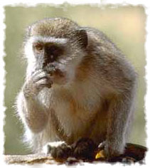African green monkey