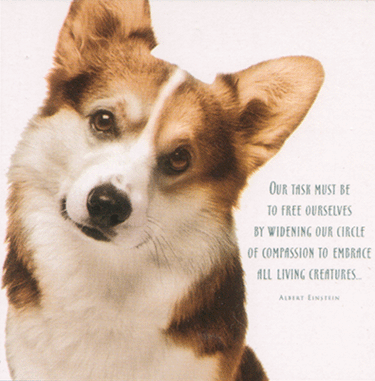 corgi