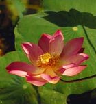 lotus room