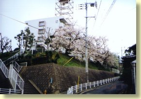 Edamitsu apartment building, during cherry blossom season