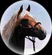 /user/horse.jpg