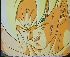 Clic here to see the picture (gokou04.jpg)