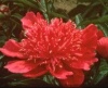 Peony