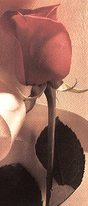 A red rose of love
