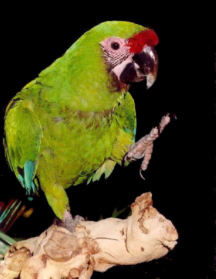 Guacamayo militar