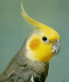Cotorrita ninfa macho