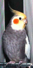 Cotorrita ninfa