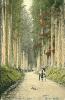 nikko39s1.jpg 2.6K