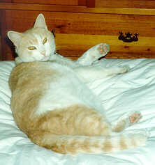 Oliver on the bed