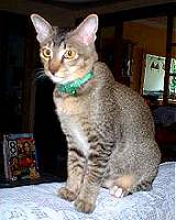 Tigger - 5 months old