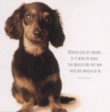 dashchund