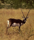 Wild life of Maharashtra