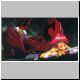 flashmovieshot4.jpg