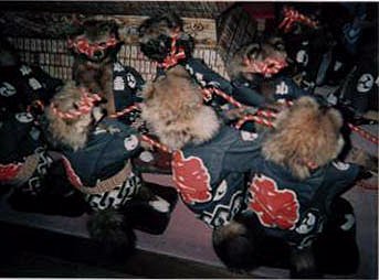 Dancing raccoons