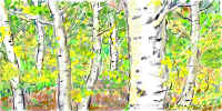 7 Aspens