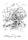 stree1.gif (975 bytes)
