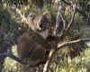 koala31.jpg (72115 Ӧ줸)