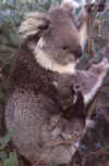 koala32.jpg (40342 Ӧ줸)