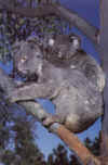 koala34.jpg (36787 Ӧ줸)
