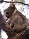 koala35.jpg (37586 Ӧ줸)