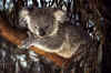koala42.jpg (48965 Ӧ줸)