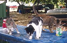 Tommy, Princesa and Romeo have a great time...