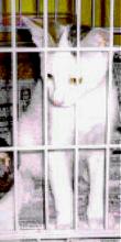 Biffy sitting in a cage