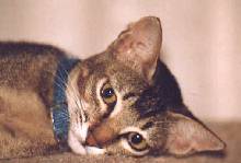 Close-up