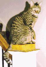 Cappy on a pedestal