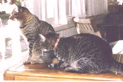 Cappy and Chester
