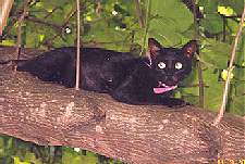 Cholita... in her tree-house