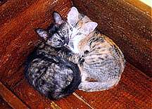 Maui (left) and Clauwie, 6 months old