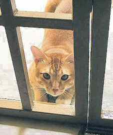 Comel near a door