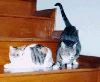 Floyd and Roux-  Photo