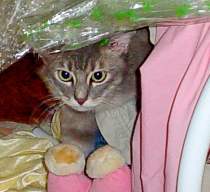 Flarfee- aka Fluffi - hiding...