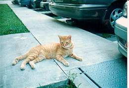 Garfield resting, in East Coast