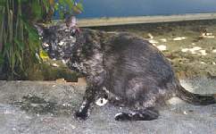 Gaspi... she just loves small kittens!!