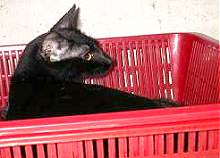 Gizmo enjoying the plastic tray...